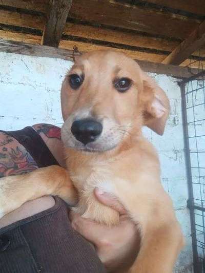 Tierschutzhunde suchen ein Zuhause-Beitrag-Bild