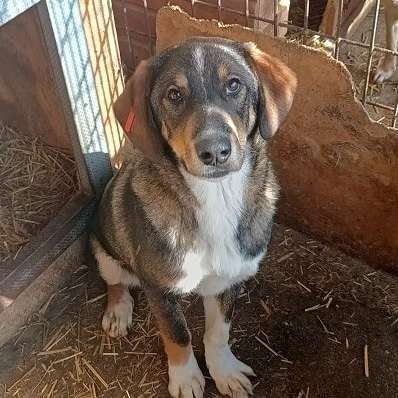 Tierschutzhunde suchen ein Zuhause-Beitrag-Bild