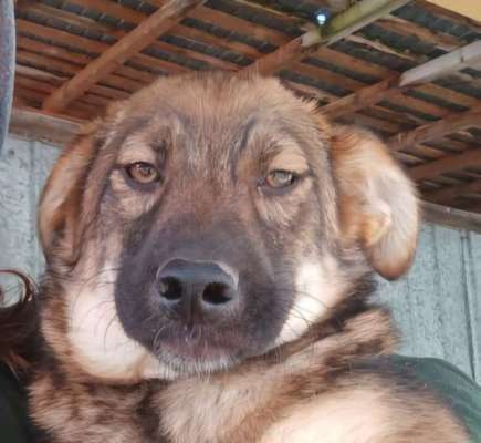 Tierschutzhunde suchen ein Zuhause-Beitrag-Bild