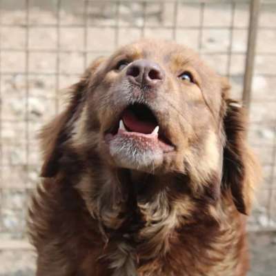 Tierschutzhunde suchen ein Zuhause-Beitrag-Bild