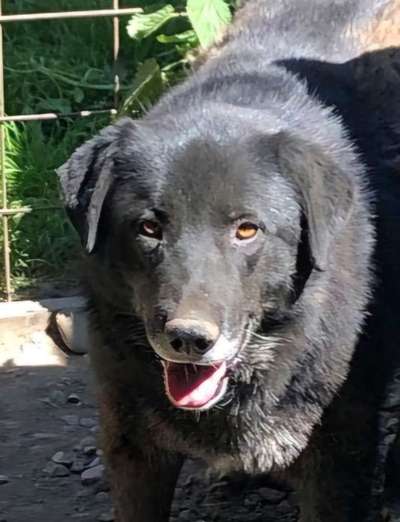 Tierschutzhunde suchen ein Zuhause-Beitrag-Bild