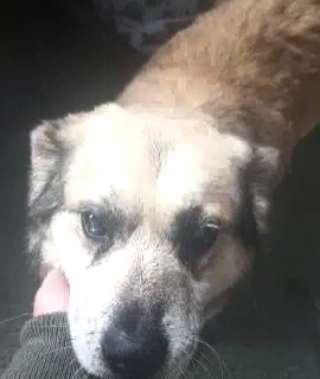 Tierschutzhunde suchen ein Zuhause-Beitrag-Bild