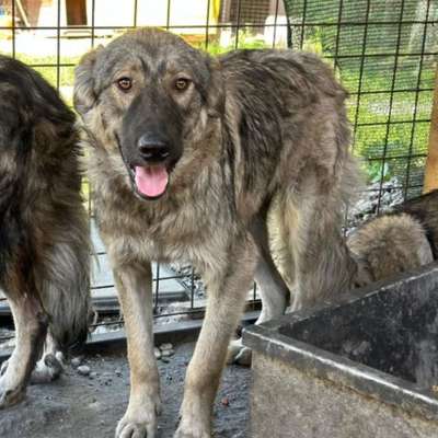 Tierschutzhunde suchen ein Zuhause-Beitrag-Bild