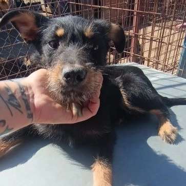 Tierschutzhunde suchen ein Zuhause-Beitrag-Bild