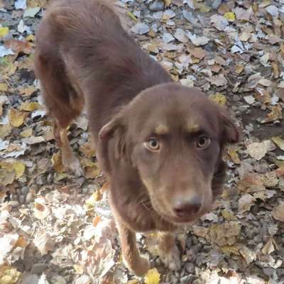 Tierschutzhunde suchen ein Zuhause-Beitrag-Bild