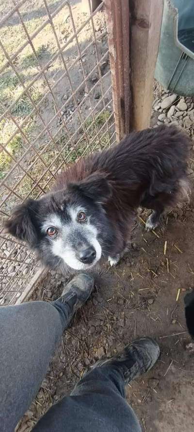 Tierschutzhunde suchen ein Zuhause-Beitrag-Bild