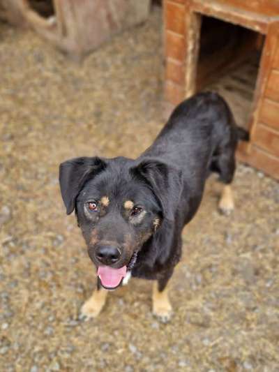Tierschutzhunde suchen ein Zuhause-Beitrag-Bild
