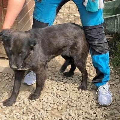 Tierschutzhunde suchen ein Zuhause-Beitrag-Bild