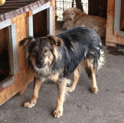 Tierschutzhunde suchen ein Zuhause-Beitrag-Bild