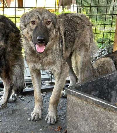 Tierschutzhunde suchen ein Zuhause-Beitrag-Bild