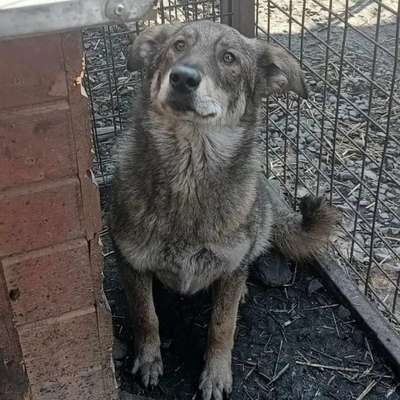 Tierschutzhunde suchen ein Zuhause-Beitrag-Bild
