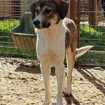 Tierschutzhunde suchen ein Zuhause-Beitrag-Bild