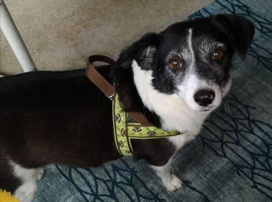 Wieviel Geschirre und Leinen habt Ihr?-Beitrag-Bild