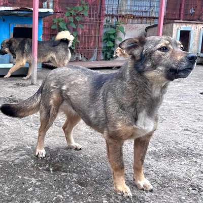 Tierschutzhunde suchen ein Zuhause-Beitrag-Bild