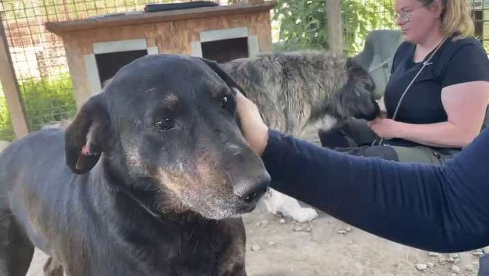 Tierschutzhunde suchen ein Zuhause-Beitrag-Bild