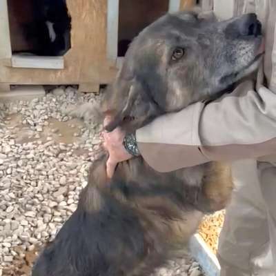 Tierschutzhunde suchen ein Zuhause-Beitrag-Bild