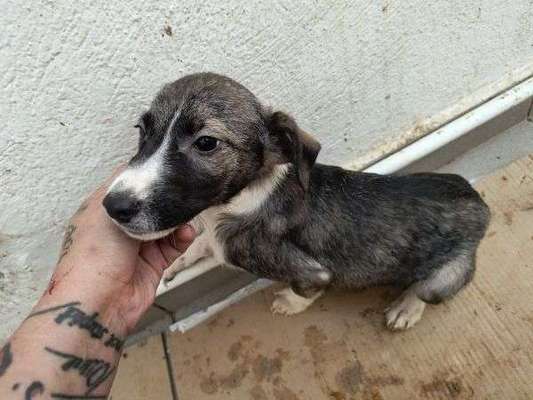 Tierschutzhunde suchen ein Zuhause-Beitrag-Bild