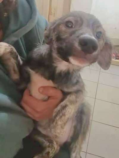 Tierschutzhunde suchen ein Zuhause-Beitrag-Bild