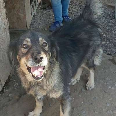 Tierschutzhunde suchen ein Zuhause-Beitrag-Bild