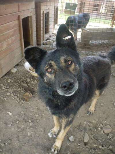 Tierschutzhunde suchen ein Zuhause-Beitrag-Bild