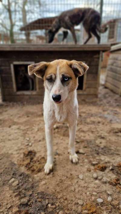 Tierschutzhunde suchen ein Zuhause-Beitrag-Bild