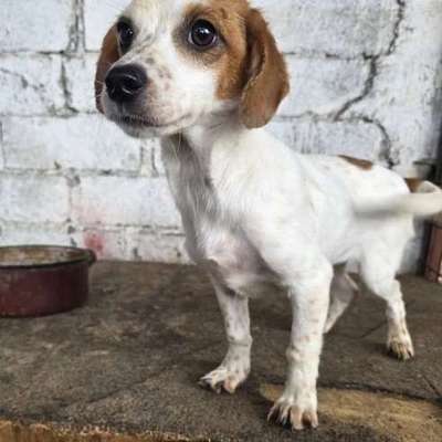 Tierschutzhunde suchen ein Zuhause-Beitrag-Bild