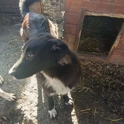 Tierschutzhunde suchen ein Zuhause-Beitrag-Bild