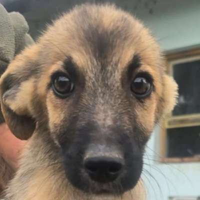 Tierschutzhunde suchen ein Zuhause-Beitrag-Bild