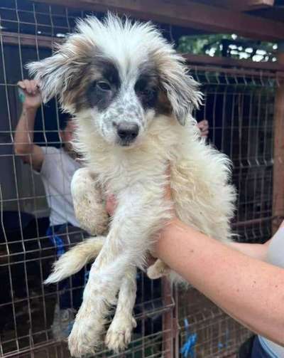 Tierschutzhunde suchen ein Zuhause-Beitrag-Bild