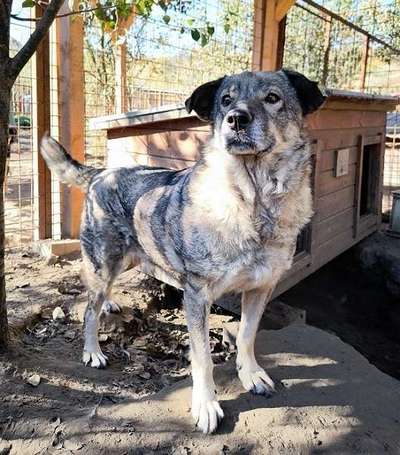 Tierschutzhunde suchen ein Zuhause-Beitrag-Bild