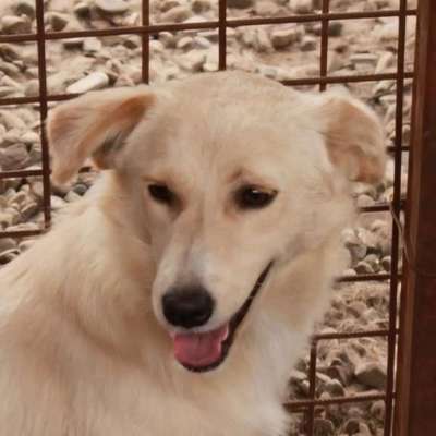 Tierschutzhunde suchen ein Zuhause-Beitrag-Bild