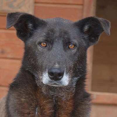 Tierschutzhunde suchen ein Zuhause-Beitrag-Bild