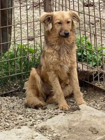 Tierschutzhunde suchen ein Zuhause-Beitrag-Bild
