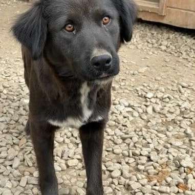 Tierschutzhunde suchen ein Zuhause-Beitrag-Bild