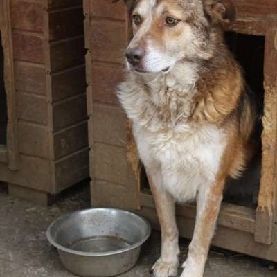 Tierschutzhunde suchen ein Zuhause-Beitrag-Bild