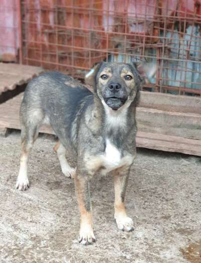 Tierschutzhunde suchen ein Zuhause-Beitrag-Bild