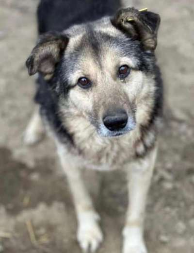 Tierschutzhunde suchen ein Zuhause-Beitrag-Bild