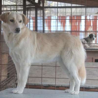 Tierschutzhunde suchen ein Zuhause-Beitrag-Bild