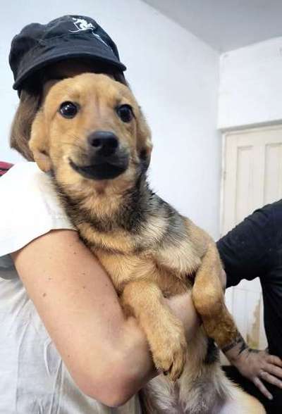 Tierschutzhunde suchen ein Zuhause-Beitrag-Bild