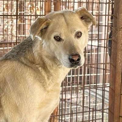 Tierschutzhunde suchen ein Zuhause-Beitrag-Bild