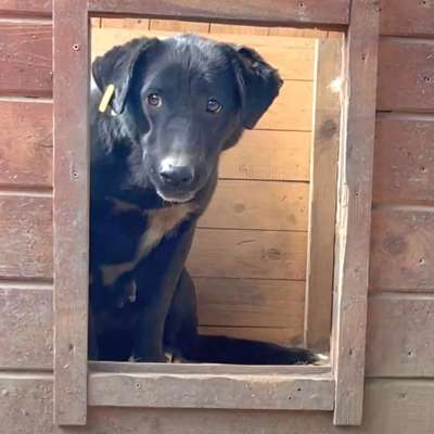 Tierschutzhunde suchen ein Zuhause-Beitrag-Bild