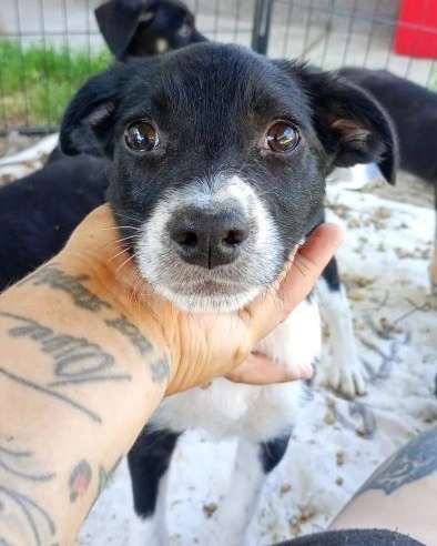 Tierschutzhunde suchen ein Zuhause-Beitrag-Bild