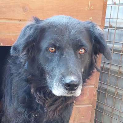 Tierschutzhunde suchen ein Zuhause-Beitrag-Bild