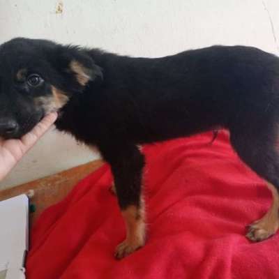 Tierschutzhunde suchen ein Zuhause-Beitrag-Bild