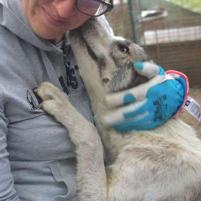 Tierschutzhunde suchen ein Zuhause-Beitrag-Bild