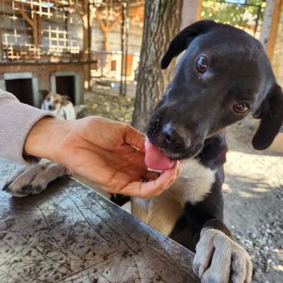 Tierschutzhunde suchen ein Zuhause-Beitrag-Bild