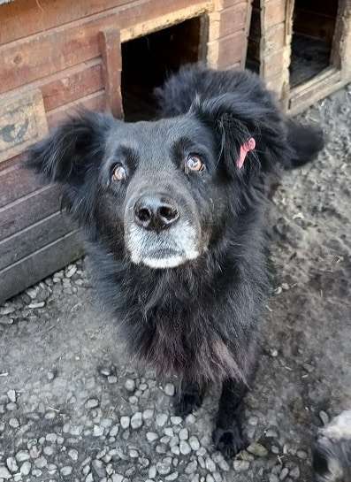 Tierschutzhunde suchen ein Zuhause-Beitrag-Bild