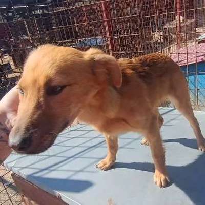 Tierschutzhunde suchen ein Zuhause-Beitrag-Bild