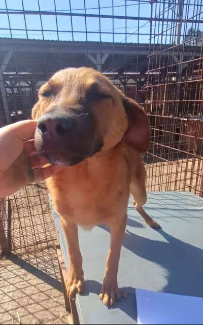 Tierschutzhunde suchen ein Zuhause-Beitrag-Bild