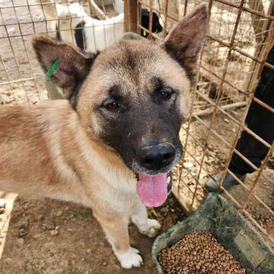 Tierschutzhunde suchen ein Zuhause-Beitrag-Bild